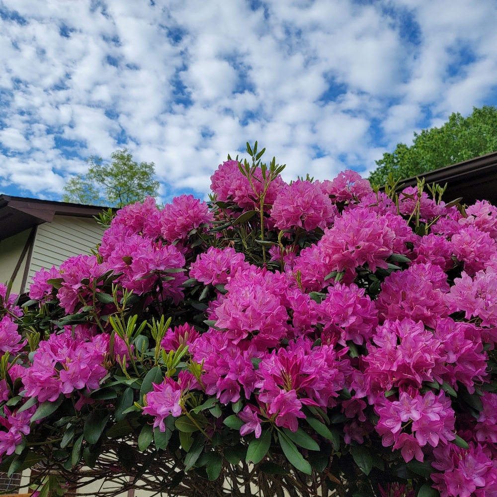 Rhododendron Tree - Picture 6 of 7